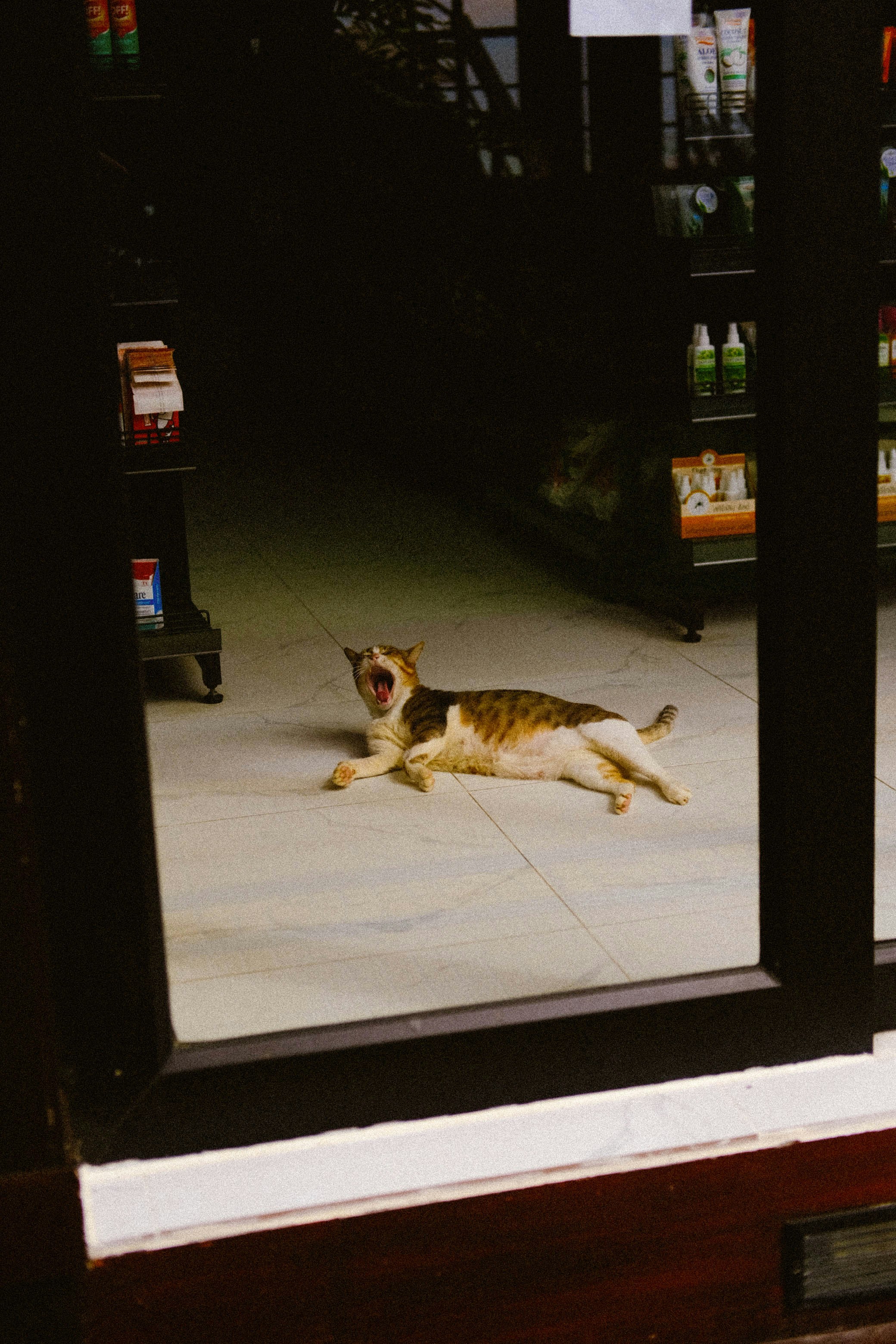 Real bodega cat from NYC